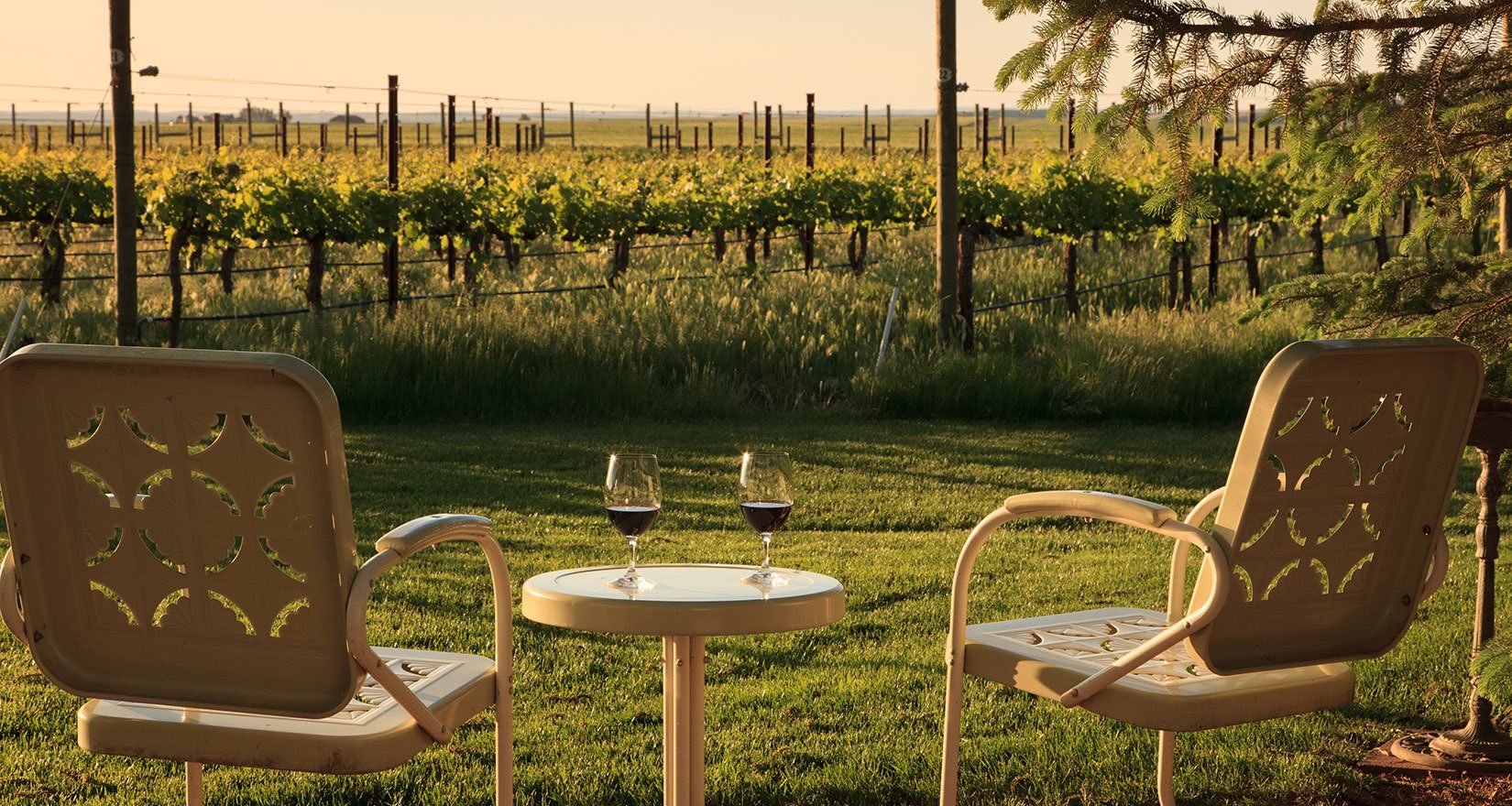 Vineyard with chairs and wine