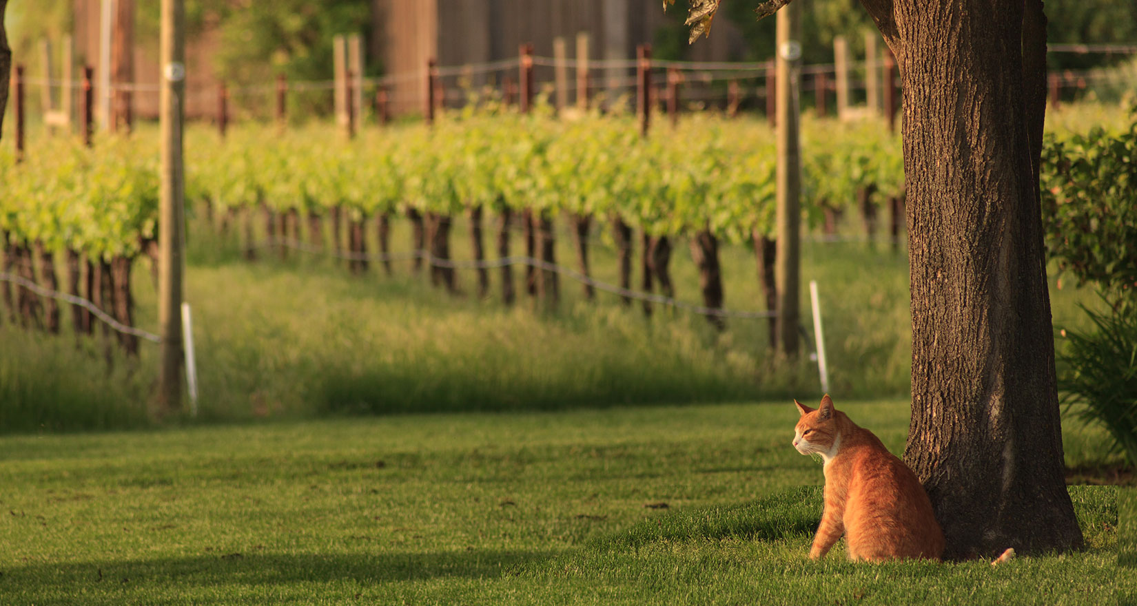 Cat in vineyard
