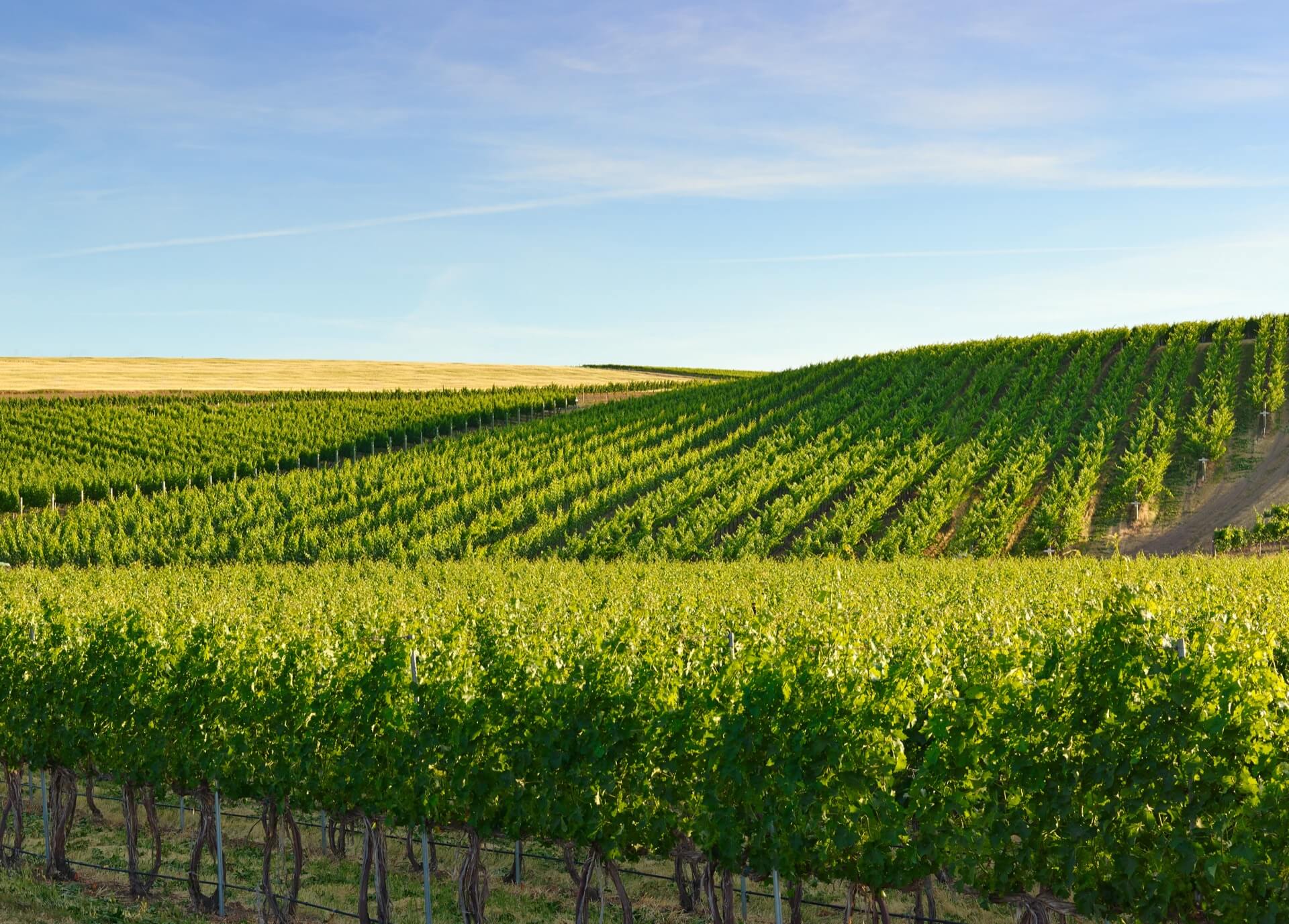 Abeja Winery at night