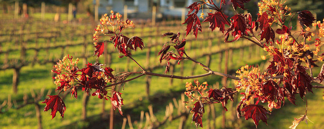 Grape leaves in autumn