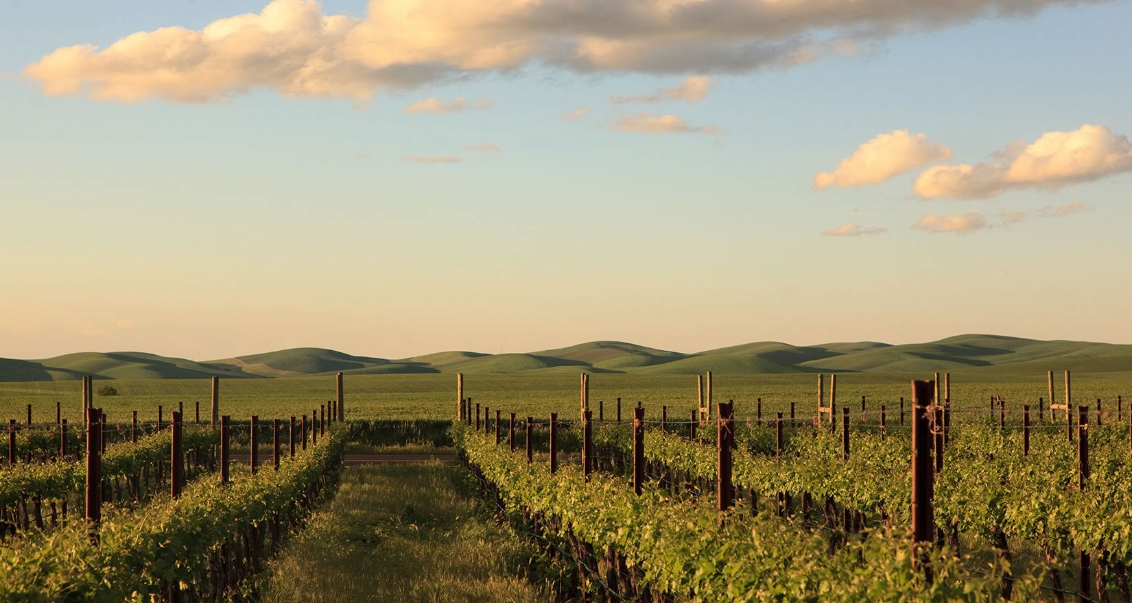 Palouse vineyards