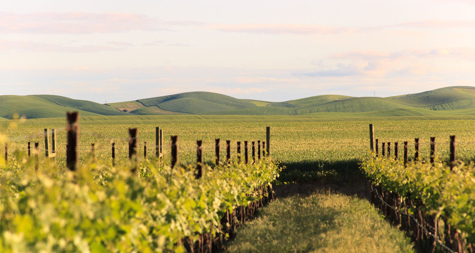 Vineyard and distant hills