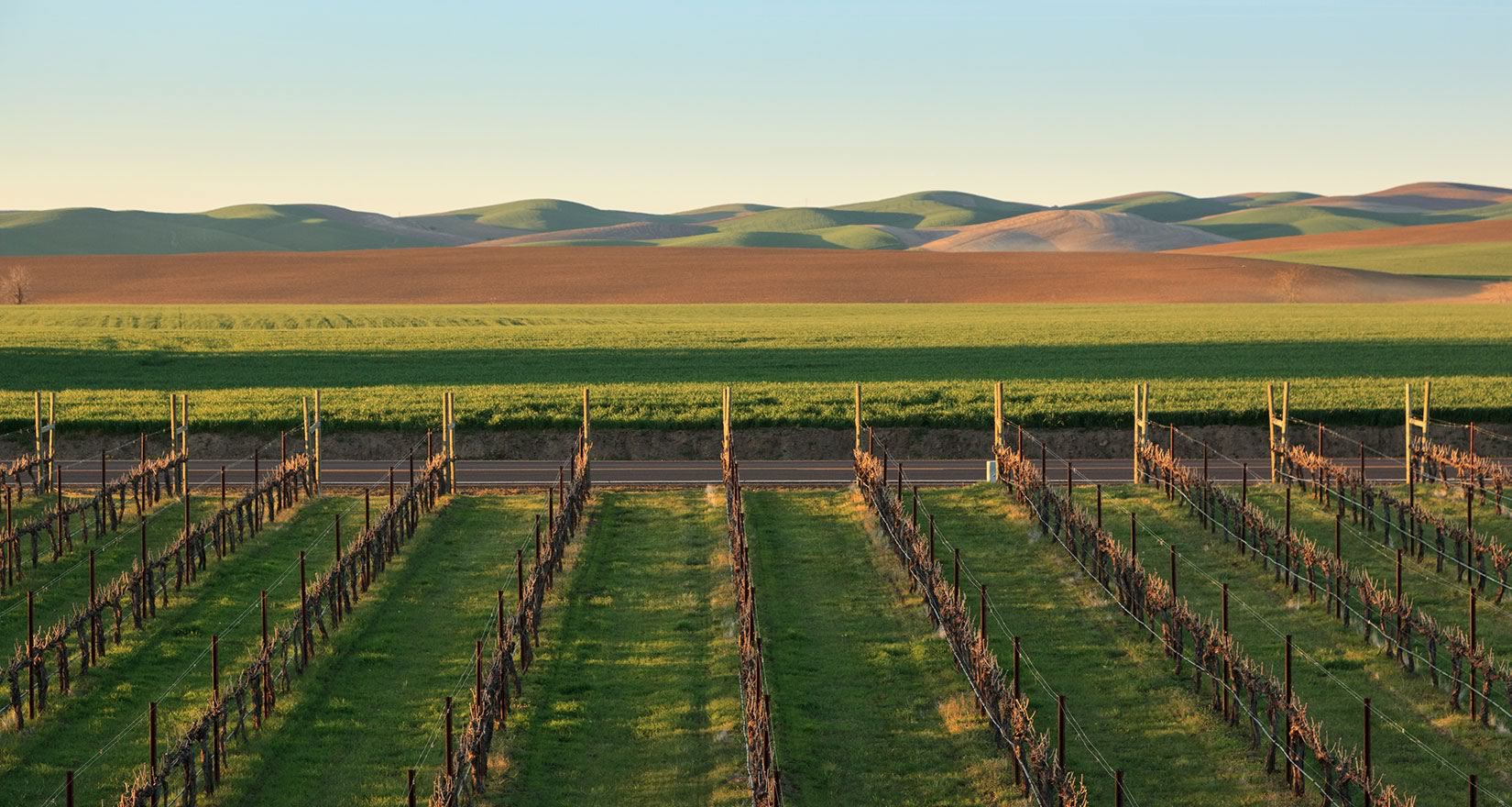 Vineyard with hills in distance