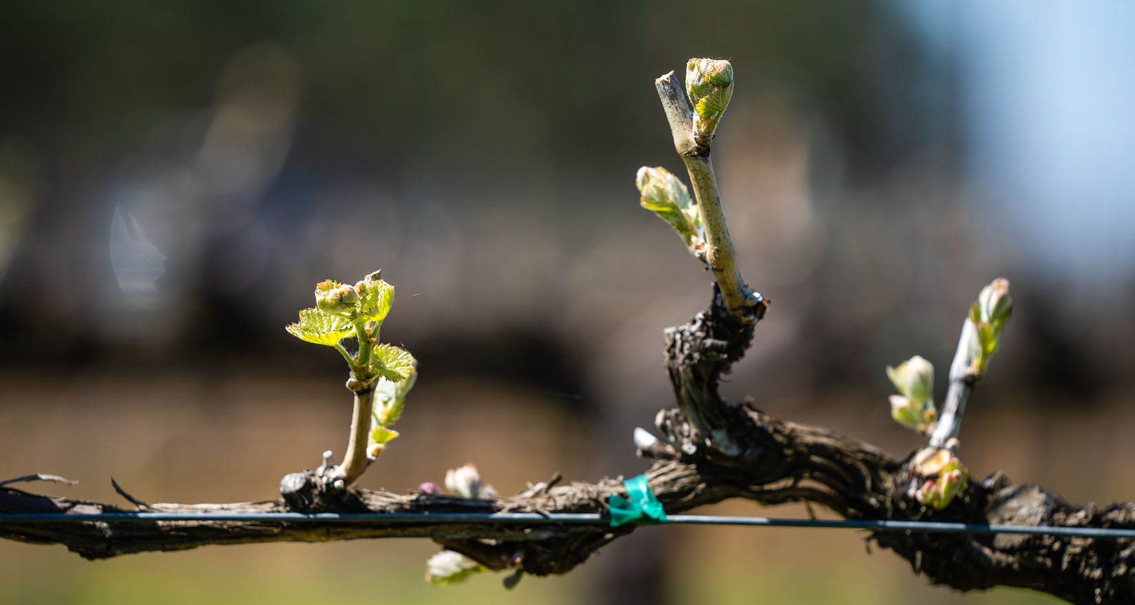 Abeja vineyard new growth