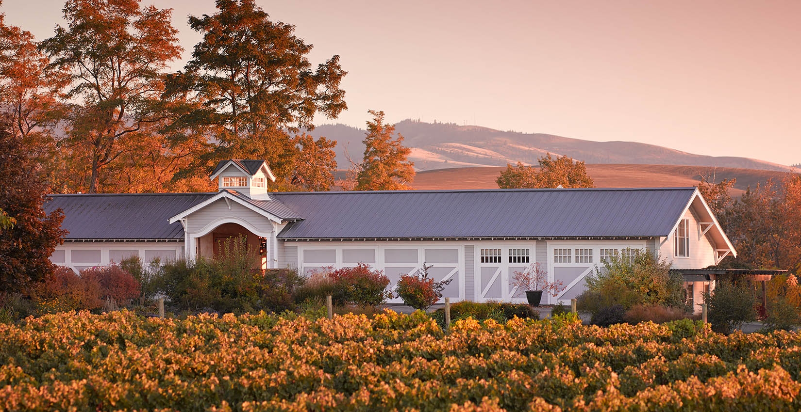 vineyard