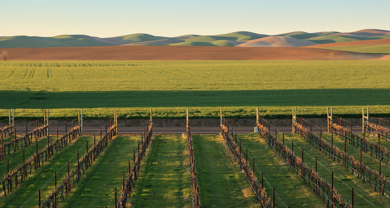 Palouse vineyards