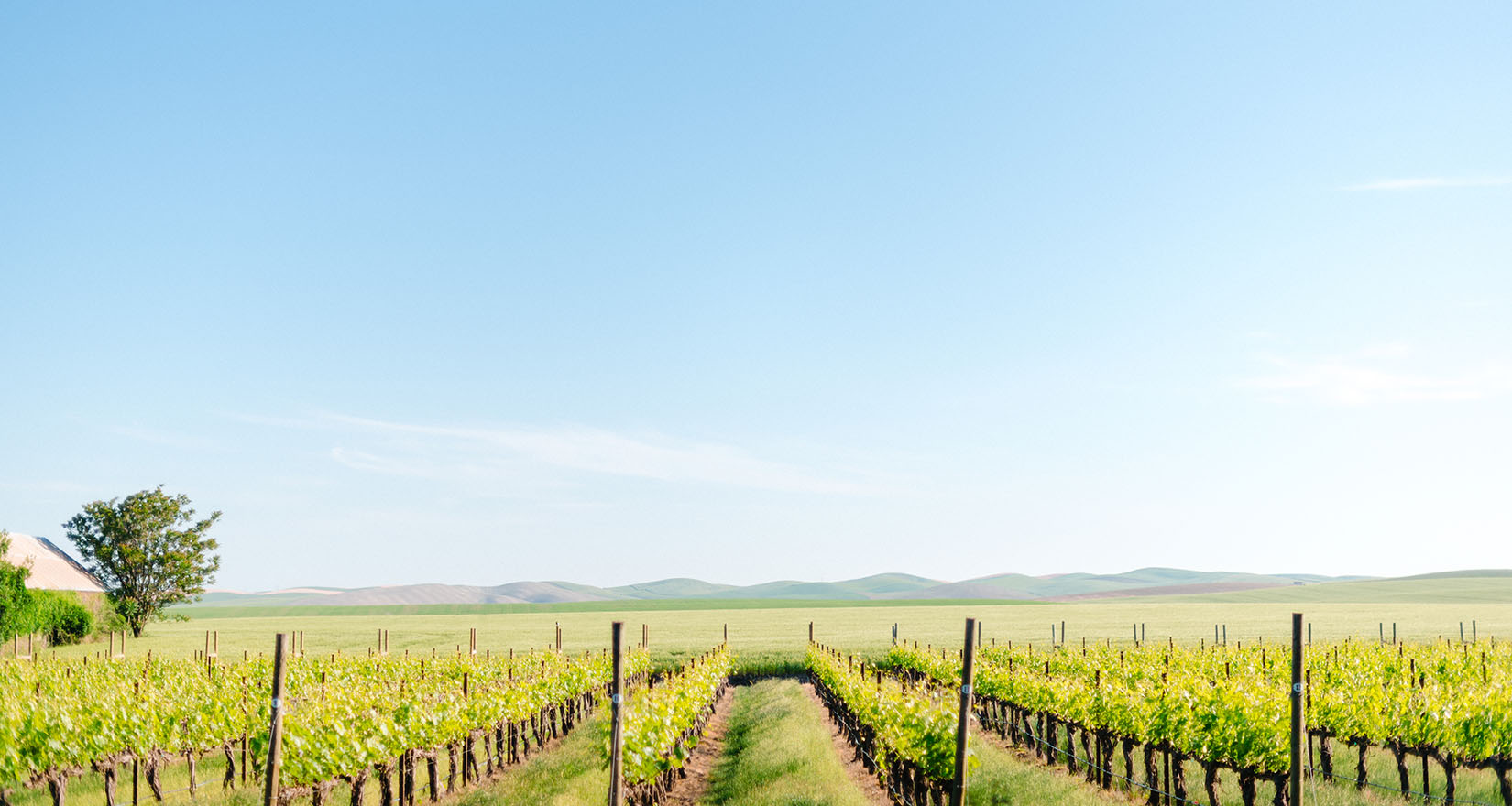 Syrah Vineyard