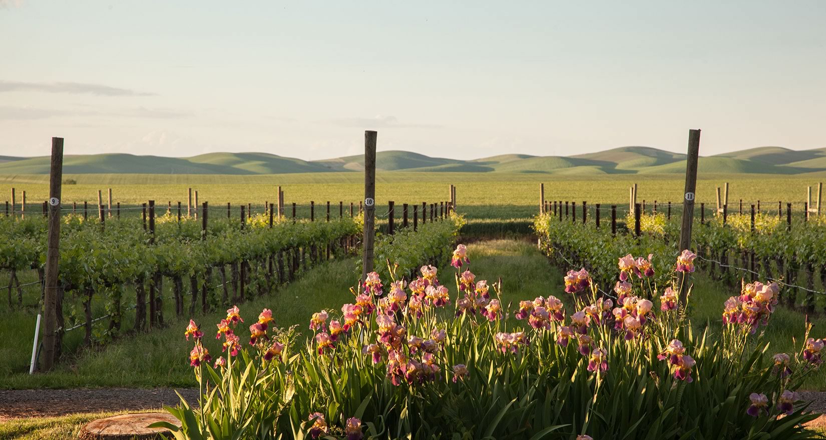 Estate vineyards at Abeja Winery