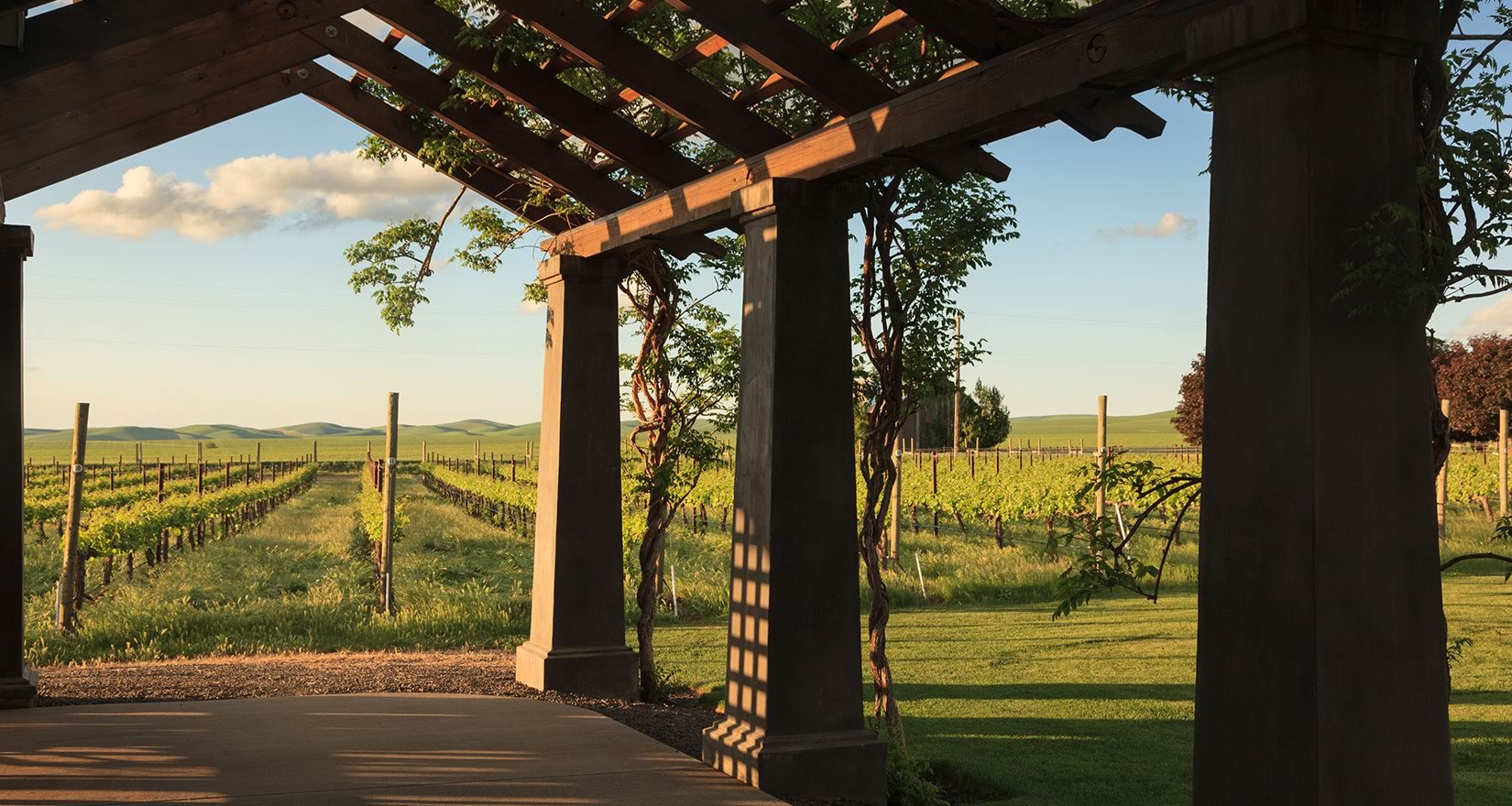 Silhouette of grapevine trellis