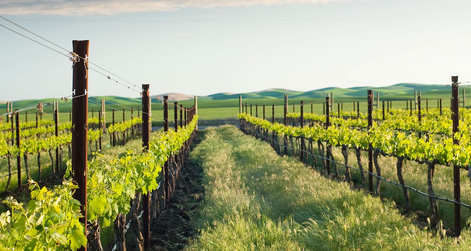 Vineyard in sunshine