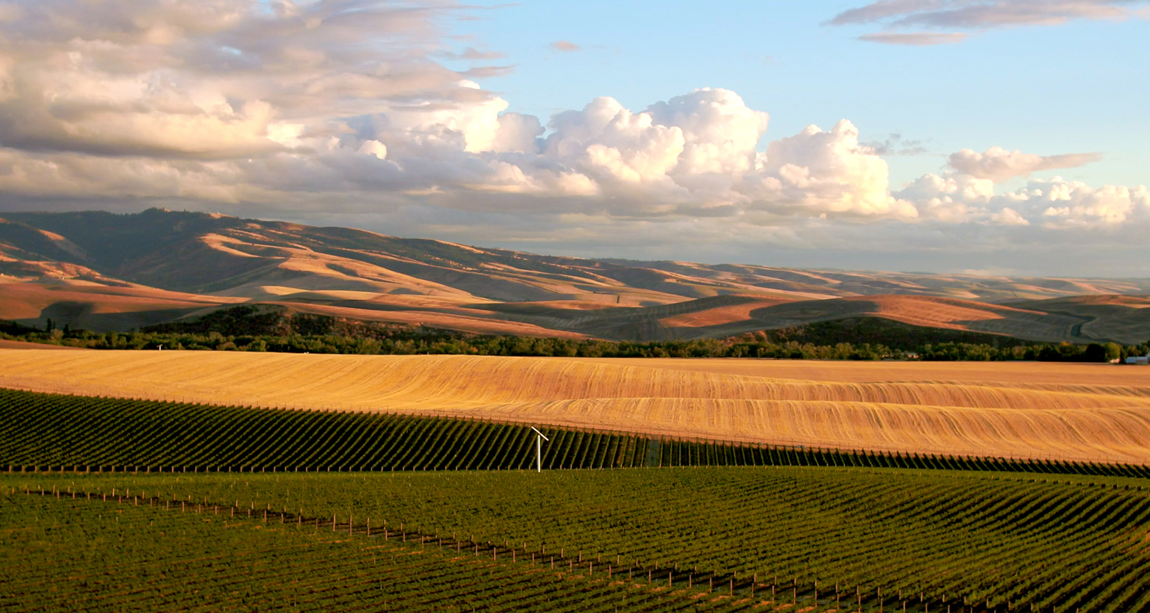 Abeja Winery at night