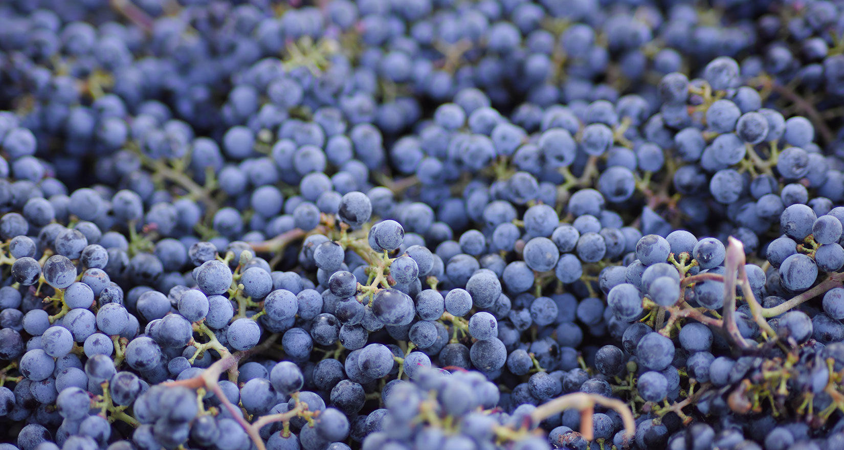 Concord grapes