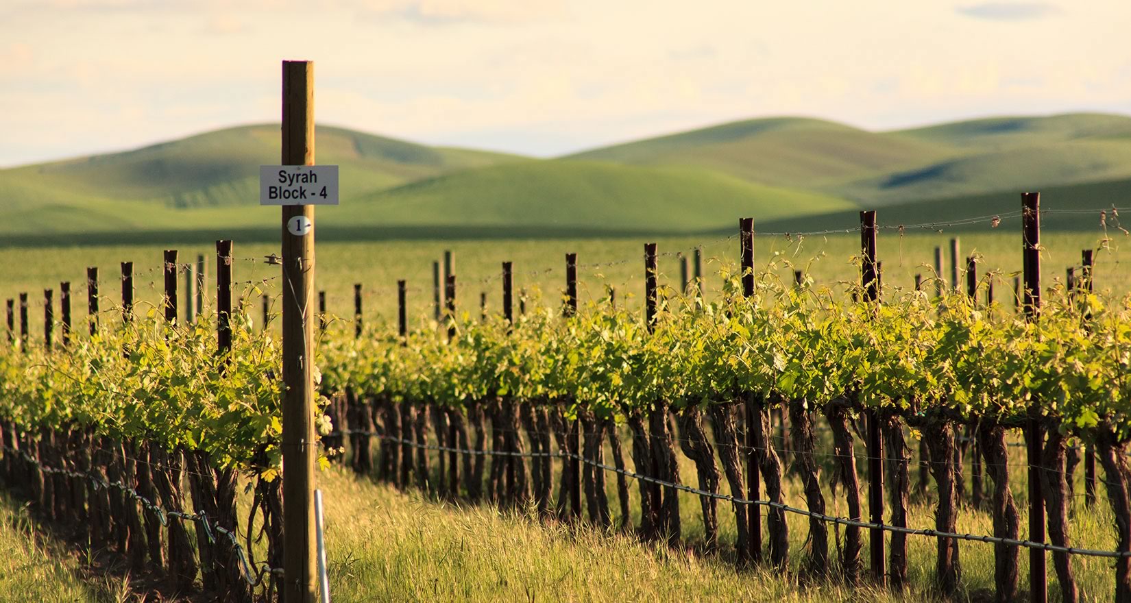 Syrah grapevines at Abeja Winery