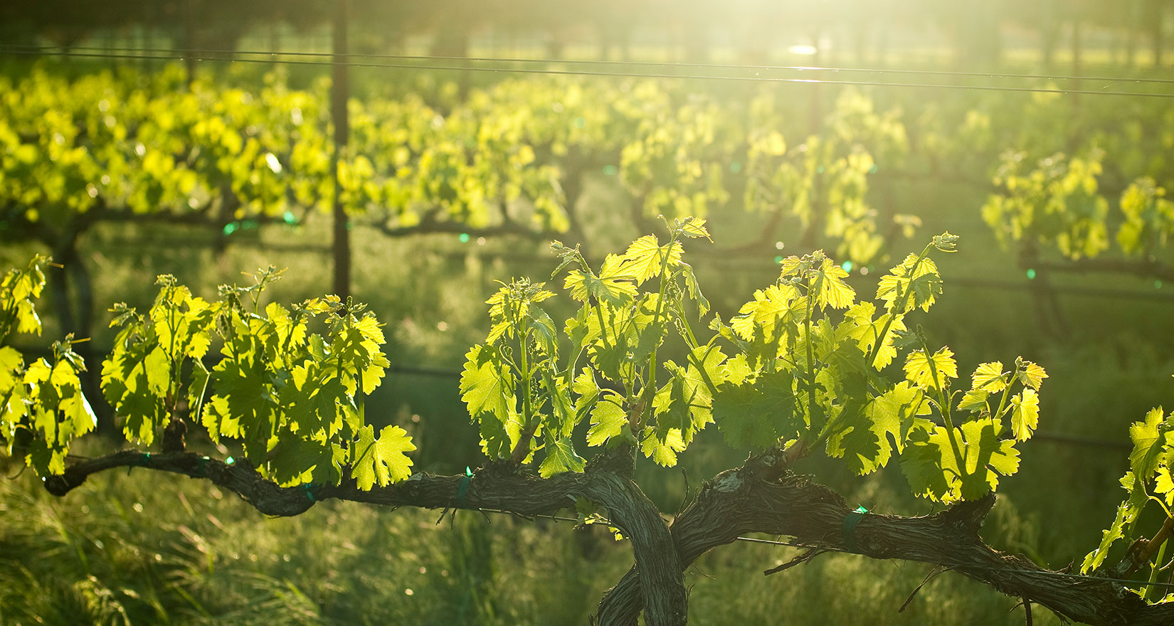 Grape vines at Abeja Winery