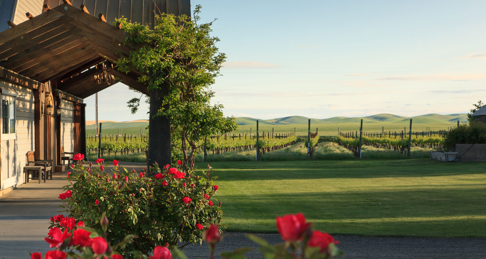 Green lawn and distant vineyard