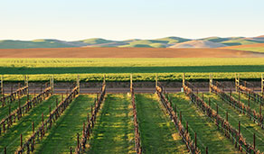 Vineyard and distant hills